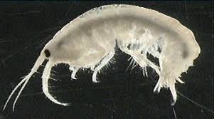 Attēlu rezultāti vaicājumam “Amphipoda”