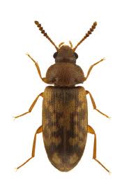 Attēlu rezultāti vaicājumam “Tetratoma fungorum”