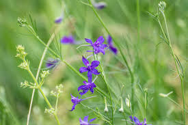Attēlu rezultāti vaicājumam “Consolida regalis leaf”