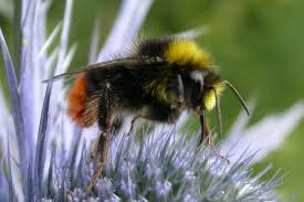 Attēlu rezultāti vaicājumam “Bombus lapidarius”