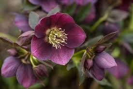 Attēlu rezultāti vaicājumam “Helleborus niger flower”