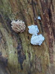 Attēlu rezultāti vaicājumam “Heterotrichia obvelata (syn. Arcyria obvelata) young”