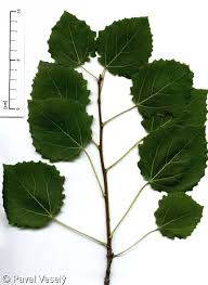 Attēlu rezultāti vaicājumam “Populus tremula”