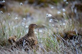 Attēlu rezultāti vaicājumam “Lagopus lagopus female”