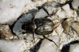 Attēlu rezultāti vaicājumam “Hoplia graminicola”