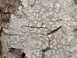 Attēlu rezultāti vaicājumam “Phlyctis agelaea”