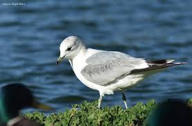 Attēlu rezultāti vaicājumam “Larus canus”