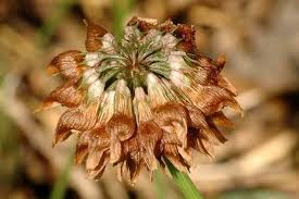 Attēlu rezultāti vaicājumam “Trifolium hybridum flower”