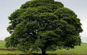 Attēlu rezultāti vaicājumam “Acer pseudoplatanus”