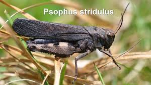 Attēlu rezultāti vaicājumam “Psophus stridulus”