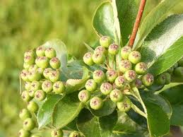 Attēlu rezultāti vaicājumam “Aronia melanocarpa bud”