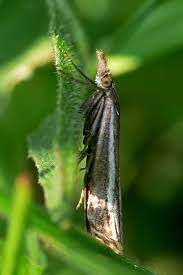 Attēlu rezultāti vaicājumam “Crambus lathoniellus”