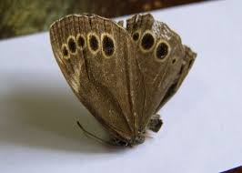 Attēlu rezultāti vaicājumam “Lopinga achine”