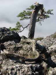 Attēlu rezultāti vaicājumam “Cinereomyces lindbladii”