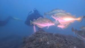 Image result for Eltham and District Sub Aqua Club