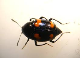 Attēlu rezultāti vaicājumam “Scaphidium quadrimaculatum”