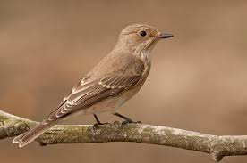 Attēlu rezultāti vaicājumam “Muscicapa striata nest”