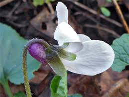 Attēlu rezultāti vaicājumam “Viola odorata bud”
