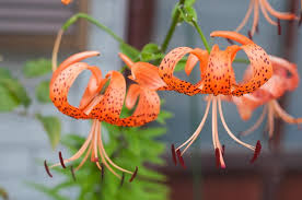 Attēlu rezultāti vaicājumam “Lilium lancifolium flower”