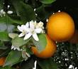 <b>Citrus sinensis</b> Sweet Orange