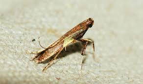 Attēlu rezultāti vaicājumam “Caloptilia hemidactylella”