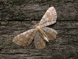 Attēlu rezultāti vaicājumam “Hydrelia flammeolaria”