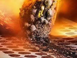 Attēlu rezultāti vaicājumam “Comatricha ellae macro”