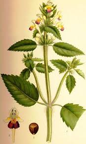 Attēlu rezultāti vaicājumam “Galeopsis speciosa”