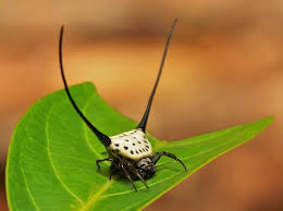 Attēlu rezultāti vaicājumam “Araneidae”