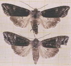 Attēlu rezultāti vaicājumam “Lithomoia solidaginis”