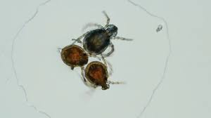 Attēlu rezultāti vaicājumam “Hydrachna”