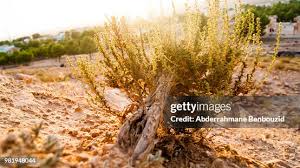 Attēlu rezultāti vaicājumam “Artemisia campestris leaf”