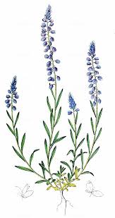 Attēlu rezultāti vaicājumam “Polygala comosa leaf”