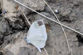 Attēlu rezultāti vaicājumam “Leptidea sinapis”