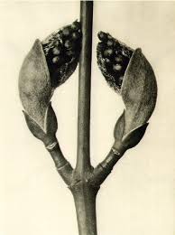 Attēlu rezultāti vaicājumam “Acer rufinerve flower”