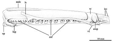 Image result for Gymnura micrura