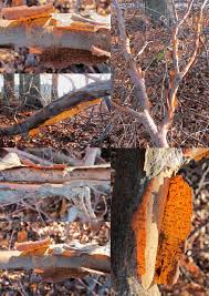 Attēlu rezultāti vaicājumam “Vuilleminia comedens”