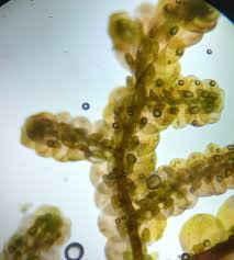 Attēlu rezultāti vaicājumam “Frullania fragilifolia”