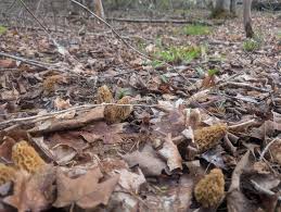 Attēlu rezultāti vaicājumam “Neocudoniella albiceps”