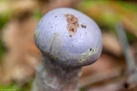Attēlu rezultāti vaicājumam “Cortinarius traganus”