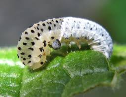 Attēlu rezultāti vaicājumam “Sacchiphantes abietis exuvia”