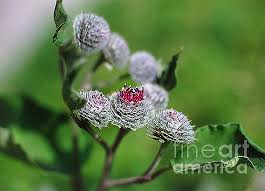 Attēlu rezultāti vaicājumam “Arctium tomentosum flower”