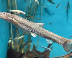 Attēlu rezultāti vaicājumam “Barbatula barbatula”