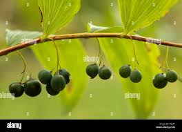 Attēlu rezultāti vaicājumam “Polygonatum multiflorum  fruit”