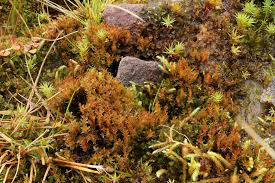 Attēlu rezultāti vaicājumam “Bryum pallens”