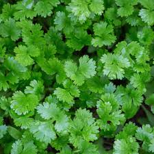 Image result for Koriander