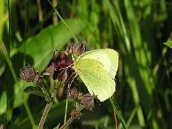 Attēlu rezultāti vaicājumam “Colias palaeno female”