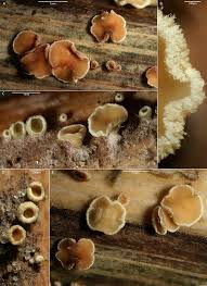 Attēlu rezultāti vaicājumam “Lachnum corticale”