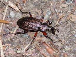 Attēlu rezultāti vaicājumam “Carabus granulatus”