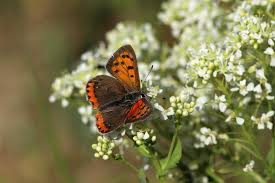 Attēlu rezultāti vaicājumam “Lycaena phlaeas male”